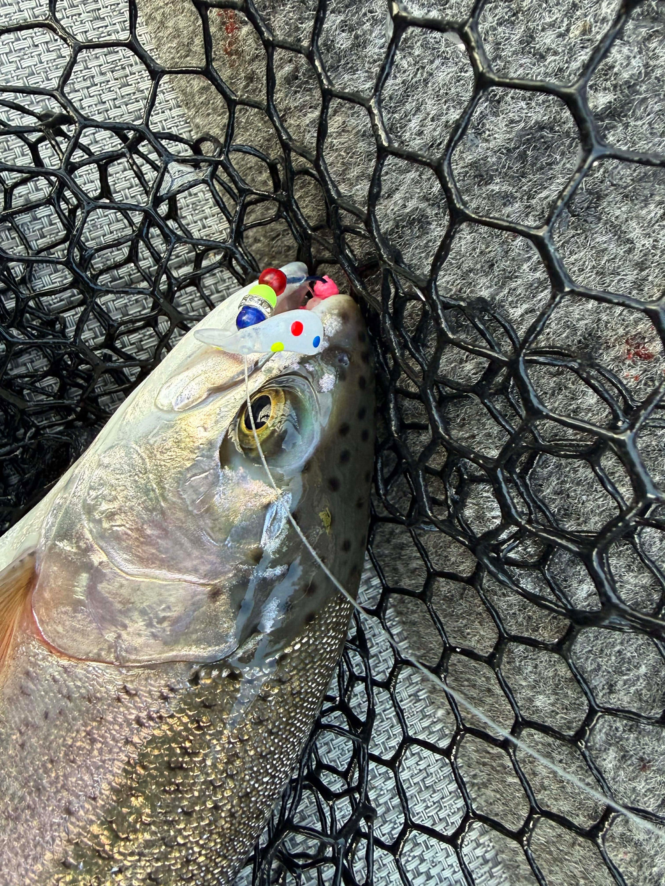 Kokanee Teaser Wonderbread | Nebo Fishing Company